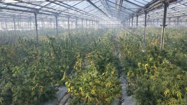 Конопля