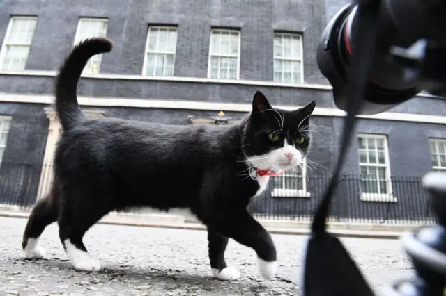 кіт Палмерстон