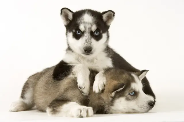 ในอนาคตข้อมูลทางพันธุกรรมจะช่วยให้ผู้เพาะพันธุ์สุนัขควบคุมสีตาของลูกสุนัขที่จะเกิดมาได้