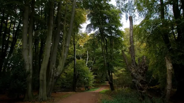 Эппинг-Форест