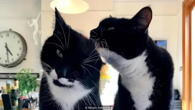 Pişiklər adətən bir-birlərini yalayarkən mırıldayırlar