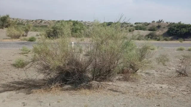 Ёзёвон чўллари