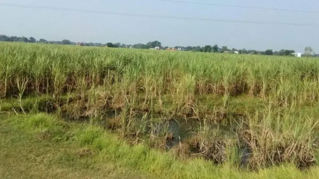 उखु खेती