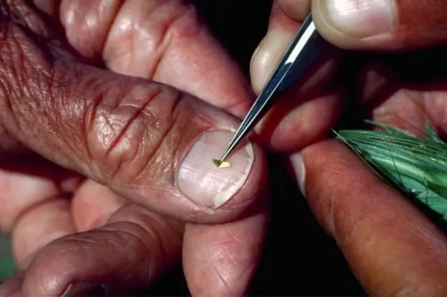 உலகிற்கு சோறு போட உதவியவர்