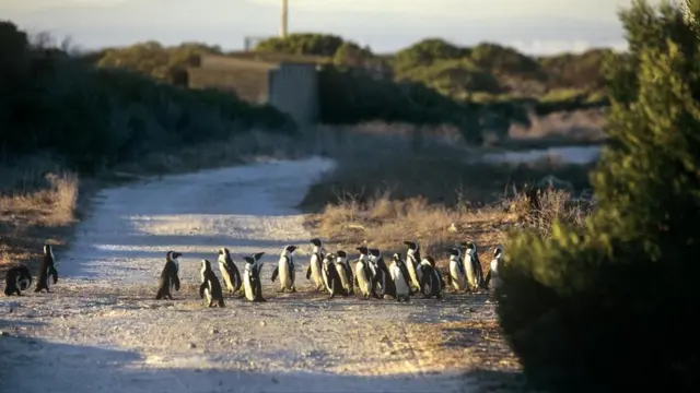 تعيش البطاريق، التي أصبحت الآن معرضة لخطر الانقراض، في جزيرة روبين