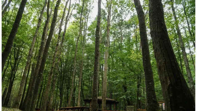 జమాల్ ఖషోగ్జీ, టర్కీ, సౌదీ అరేబియా