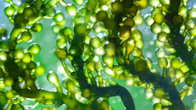 Foto tiradacasino freebetescumalha com uma lente macro