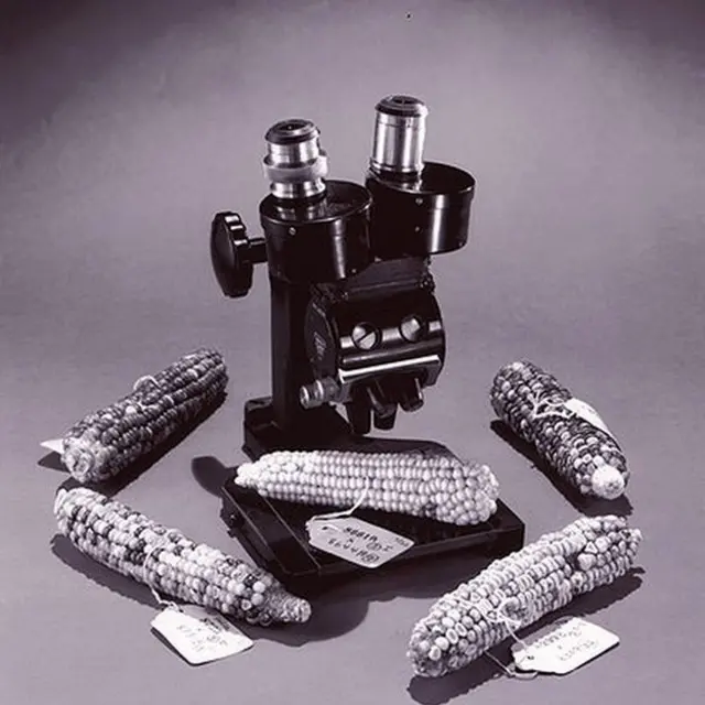 microscopio de McClintock