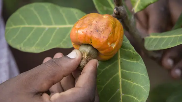 Fruto de cajú con la castaña arriba
