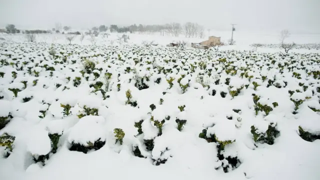 西班牙大雪盖菜地