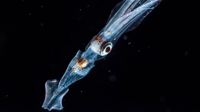 Кальмар