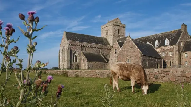 Корова перед аббатством на Айоне