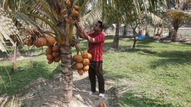 সরকার বলছে সারা দেশে এই নারকেলের চাষ জনপ্রিয় করার চেষ্টা করছে