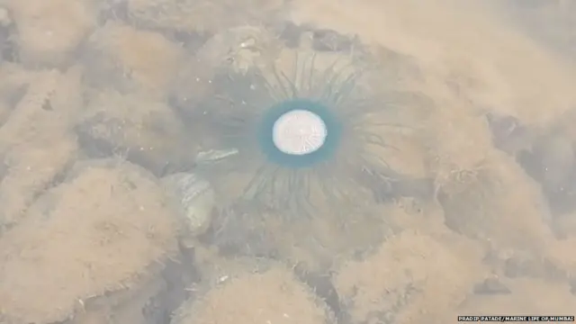 ब्लू बटन जेली फिश