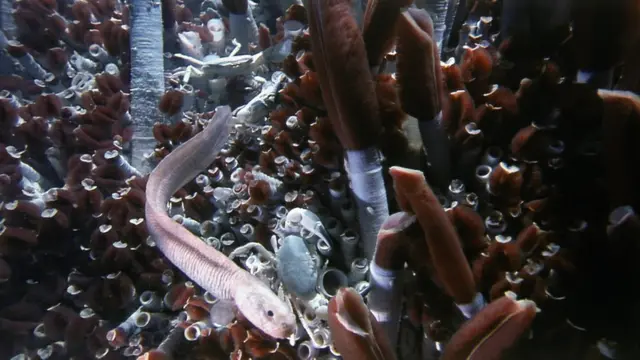 cerobong asap, hidrotermal, laut