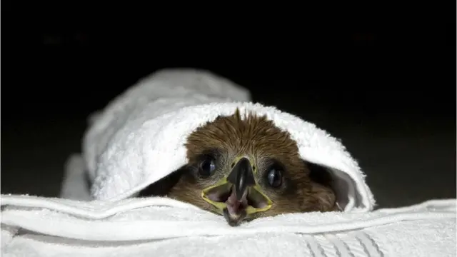 ઘાયલ પક્ષી