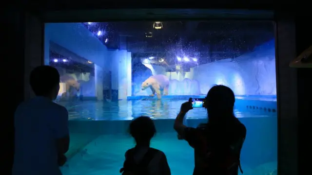 Pizza, beruang kutub