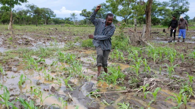 Gilbert Chihoro (C) marche dans une culture de maïs gorgée d'eau en raison des fortes pluies à Devonia Farm, près de Chinhoyi, au Zimbabwe, le 12 janvier 2022. De nombreux agriculteurs ont vu leurs cultures de maïs et de haricots à sucre détruites par les fortes pluies quotidiennes.