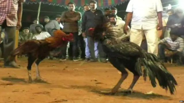 भोगीच्या दिवशी सुरू होतात झुंजी.