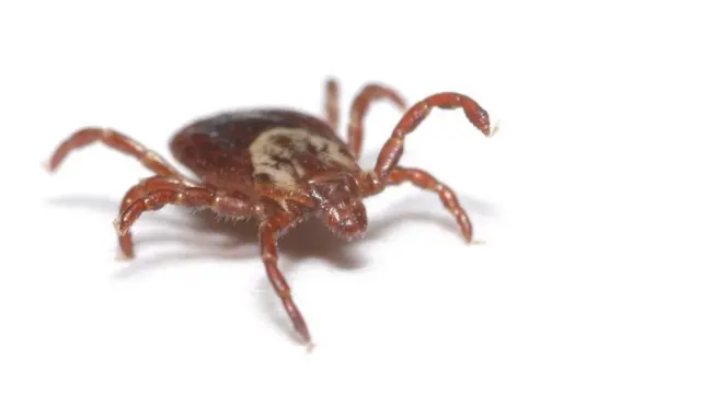 بیکٹریا جسے لچڑ منتقل کرتے ہیں اور وہ لیمے نامی مرض اور اس سے ملتے جلتے انفیکشنز کی وجہ بنتا ہے۔