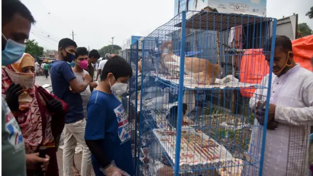 কবুতর বাজার