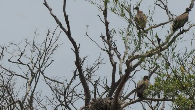 பாறு கழுகுகள்