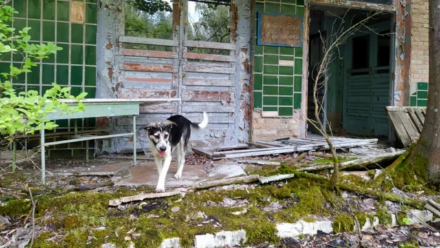 Cãojogo de aposta slotChernobyl