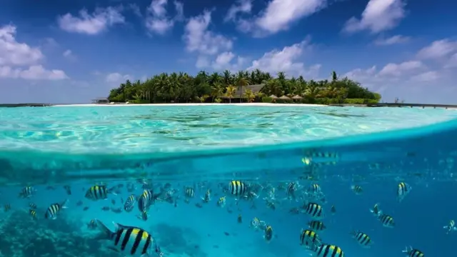 يرتبط تسمم سيغواتيرا بتناول الأسماك التي تعيش في المناطق الاستوائية حيث تنتشر الشعاب المرجانية