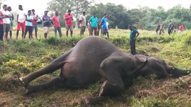 හබරණ දී මියගිය ඇතින්නක්