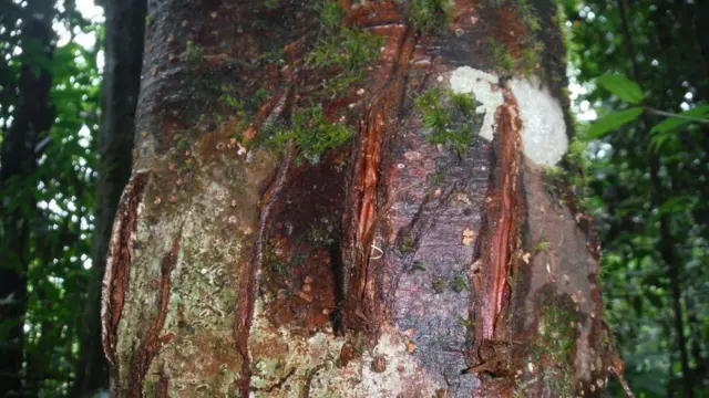 Tanda bekas cakar harimau di TNKS.