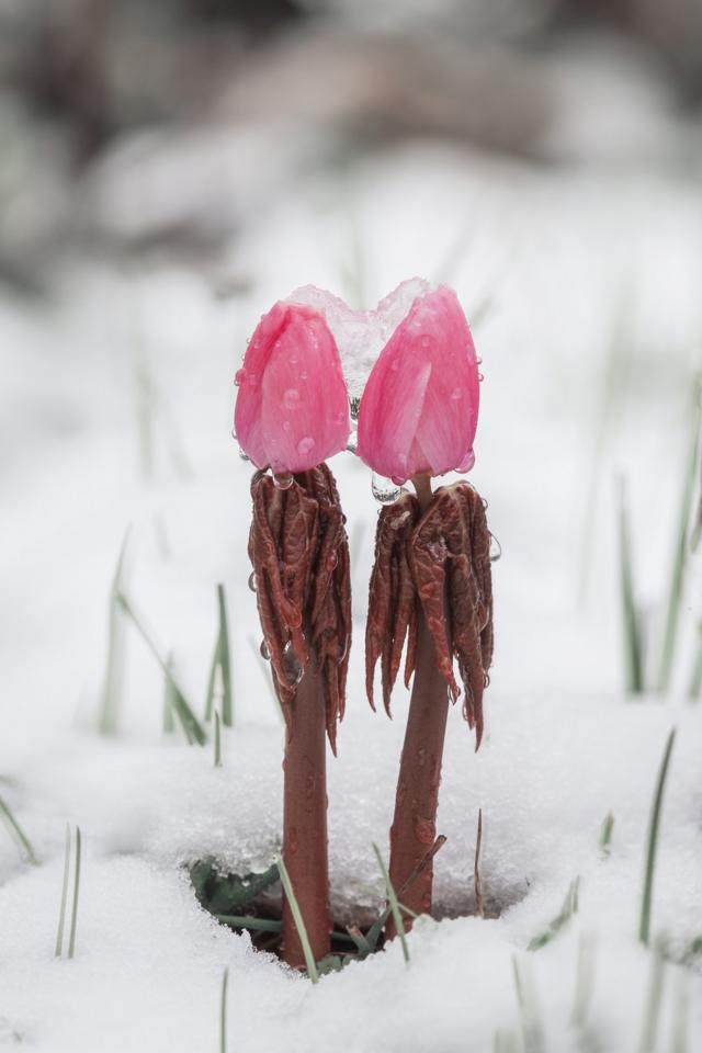 Dos capullos rosados cubiertos con agua y hielo y rodeados de nieve.
