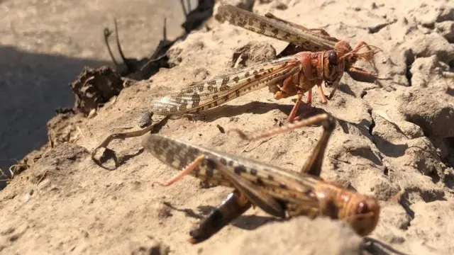 locust