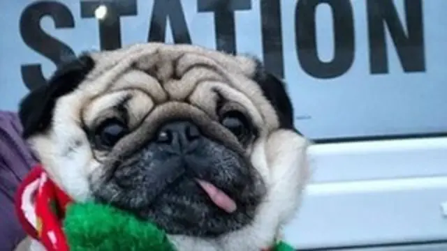 Alfie the pub says 'job done' at a polling station in Cheshire