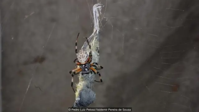A common tody-flycatcher (Todirostrum cinereum) being eaten by a spider (Nephilengys cruentata) (Credit: Pedro Luiz Peloso/Valdemir Pereira de Sousa)