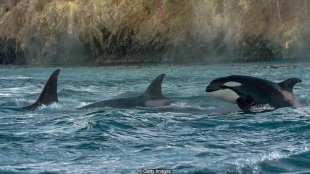 bonobo, orca, paus, perempuan