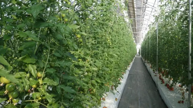 જાપાન કૃષિ