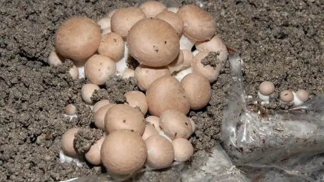 قارچ دکمه‌ای