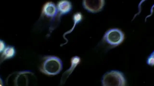 Dunyodagi eng qadimgi yangi fohishalar haqida