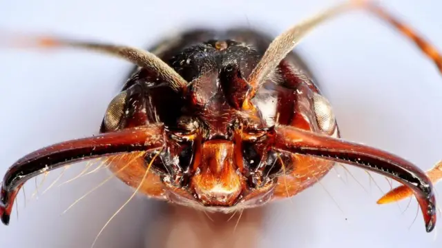 Одонтомахус, родина мурах (Odontomachus)