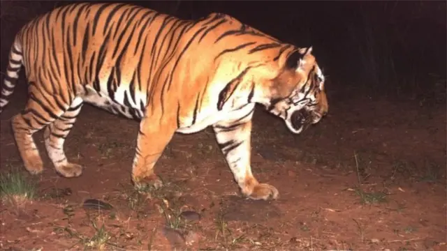 అడవిలో పులి