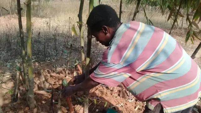 Mgema wa Ulanzi