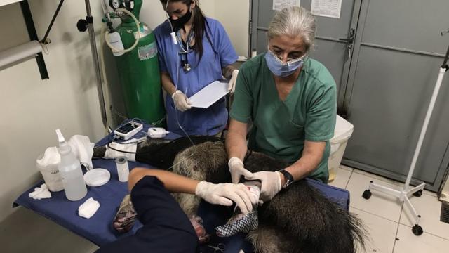 Tamanduá-bandeira ferido nas queimadas do Pantanal recebe peleslots vencedores 2024tilápia