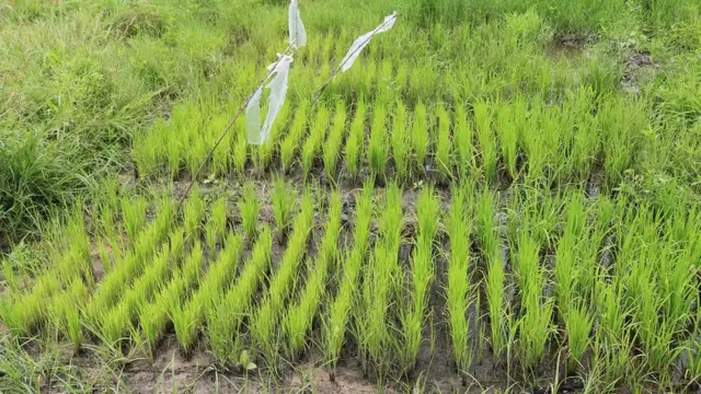 Les pépinières sont préparées pour mieux résister au sel