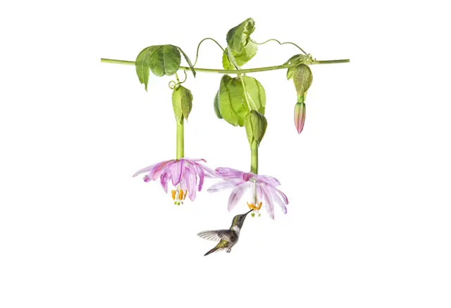 Tasty delicacy byCristobal Serrano, Spain