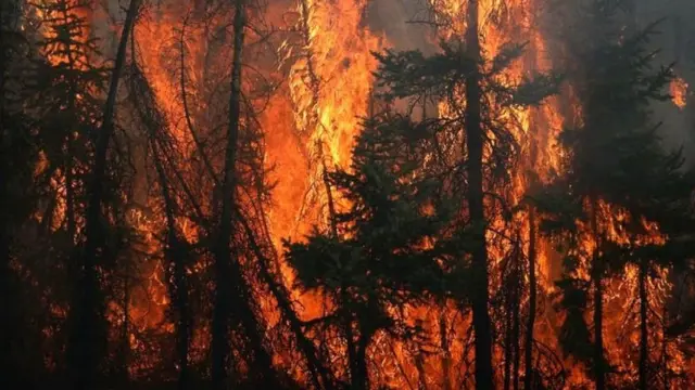 ઉનાળા દરમિયાન બ્રિટિશ કોલંબિયામાં ભારે ગરમી પડી હતી જેમાં 500થી વધુ લોકોનાં મૃત્યુ થયા હતા. (બ્રિટિશ કોલંબિયામાં લાગેલી આગની ફાઇલ તસવીર)