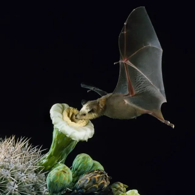 Murciélago magueyero menor (Leptonycteris yerbabuenae) polinizando un cactus saguaro (Carnegiea gigantea) en México