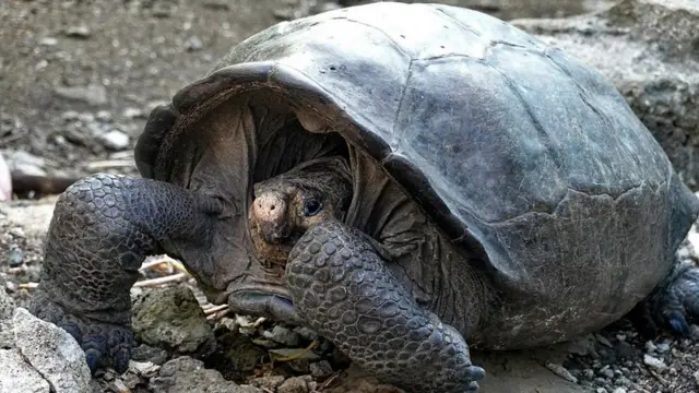 A specimen of the giant Galapagos tortoise Chelonoidis phantasticus, thought to have gone extint about a century ago, is seen at the Galapagos National Park on Santa Cruz Island in the Galapagos Archipelago, in the Pacific Ocean 1000 km off the coast of Ecuador, on February 19, 2019.