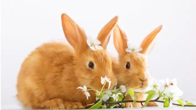 В своем романе "Обитатели холмов" Ричард Адамс создал целую кроличью цивилизацию, и рассказ ведется от лица этих в высшей степени цивилизованных существ