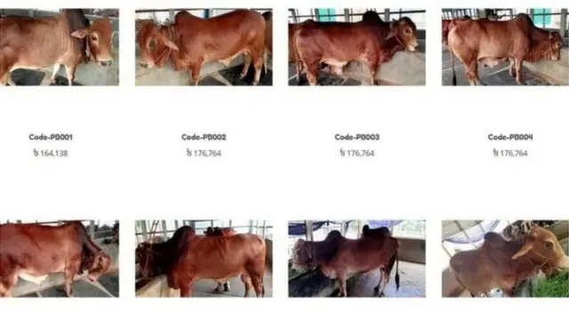 অনলাইনে বিক্রি হচ্ছে নানা আকারের ও দামের গরু।