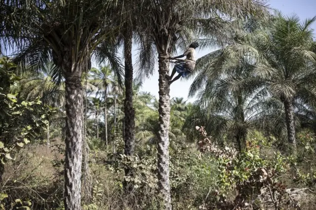 A ranar ce kuma a Oussouye, Senegal, wannan mutumin ya hau kan bishiyar kwakwa domin samo wacce zai murza a yi man ja domin yin girki.